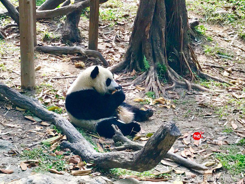 长隆野生动物园3天2晚亲子游,广州长隆野生动物园亲子游攻略