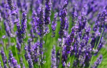 情人节999朵玫瑰大概多少钱临颍,情人节送白色玫瑰花的寓意