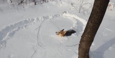 狗和猫的不同点有哪些,狗和猫在雪中的脚印有什么区别