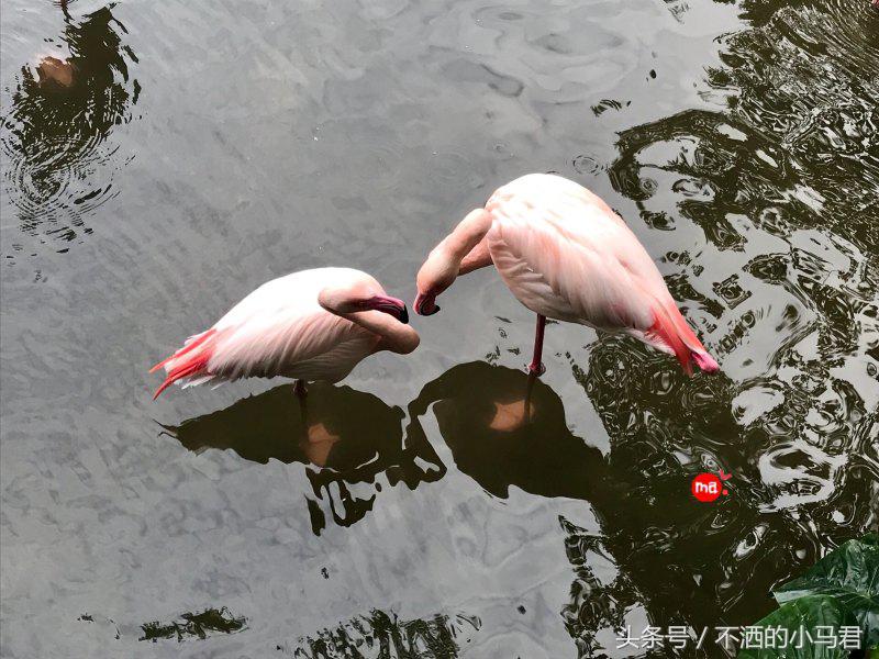 长隆野生动物园3天2晚亲子游,广州长隆野生动物园亲子游攻略