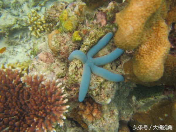 仙本那海岛游玩,仙本那海岛度假