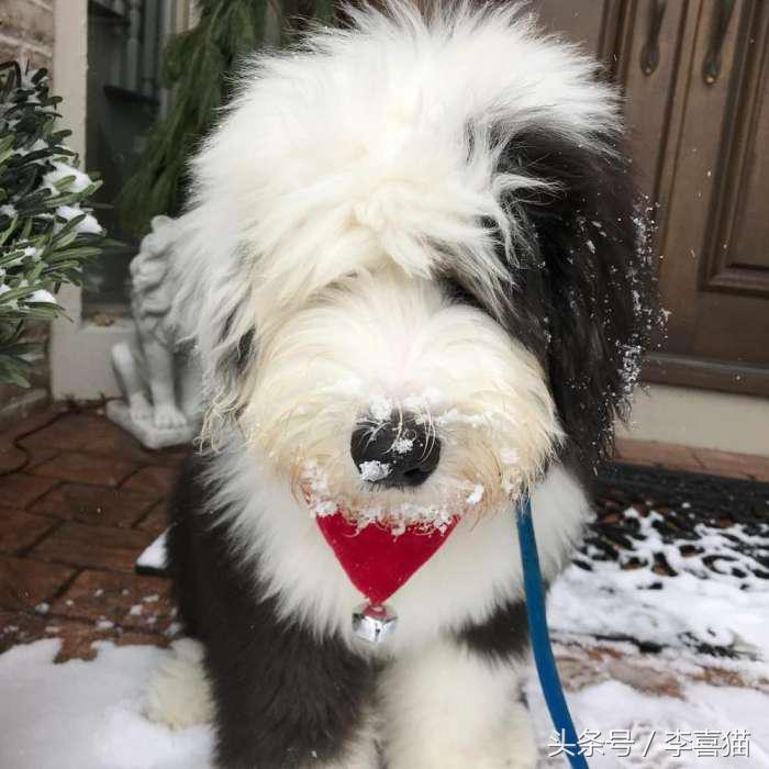 因为代言油漆而闻名世界的英国古代牧羊犬，XXXL号的超大抱抱熊