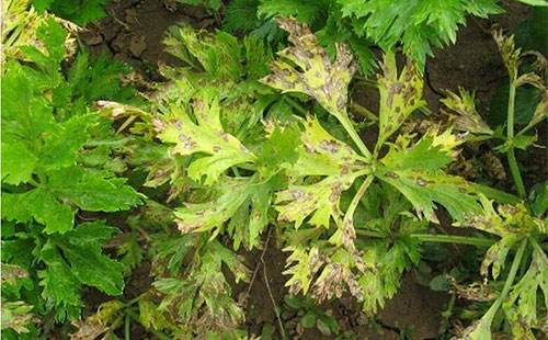 芹菜斑枯病和芹菜根结线虫病的识别和防治方法