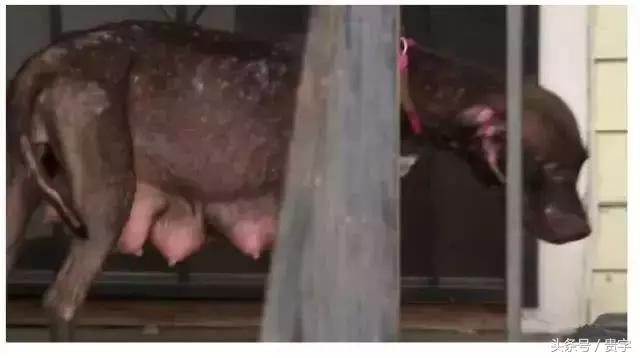 狗妈妈涨奶最后烂了怎么办,狗妈妈涨奶求助