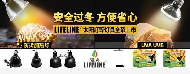 油彩木纹龟是蓝眼睛么,油彩木纹龟成体多大