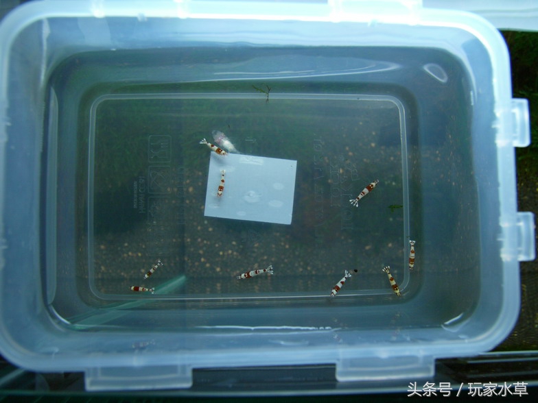 草缸里养虾的正确方法,小缸养虾的正确方法