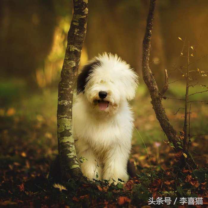 因为代言油漆而闻名世界的英国古代牧羊犬，XXXL号的超大抱抱熊