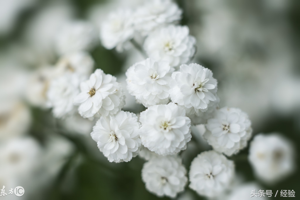 满天星病害治疗方法,满天星病虫害