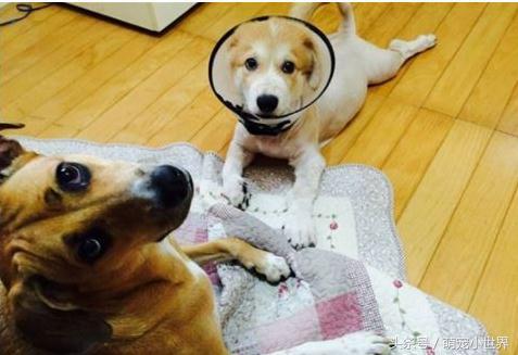 又乱咬的米克斯主动叼家法给妈妈，趴平翘屁等用刑：不要太用力