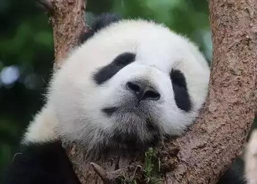 为什么电竞比赛这么受重视,为什么电竞选手不能吃牛肉面