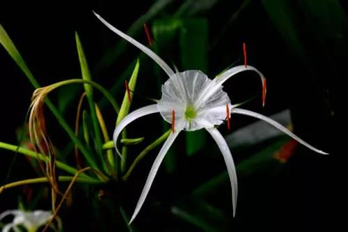 咏兰诗词十首,咏兰五绝诗词