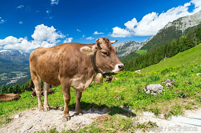 杰瑞吃的奶酪好吃吗,杰瑞鼠最爱的奶酪