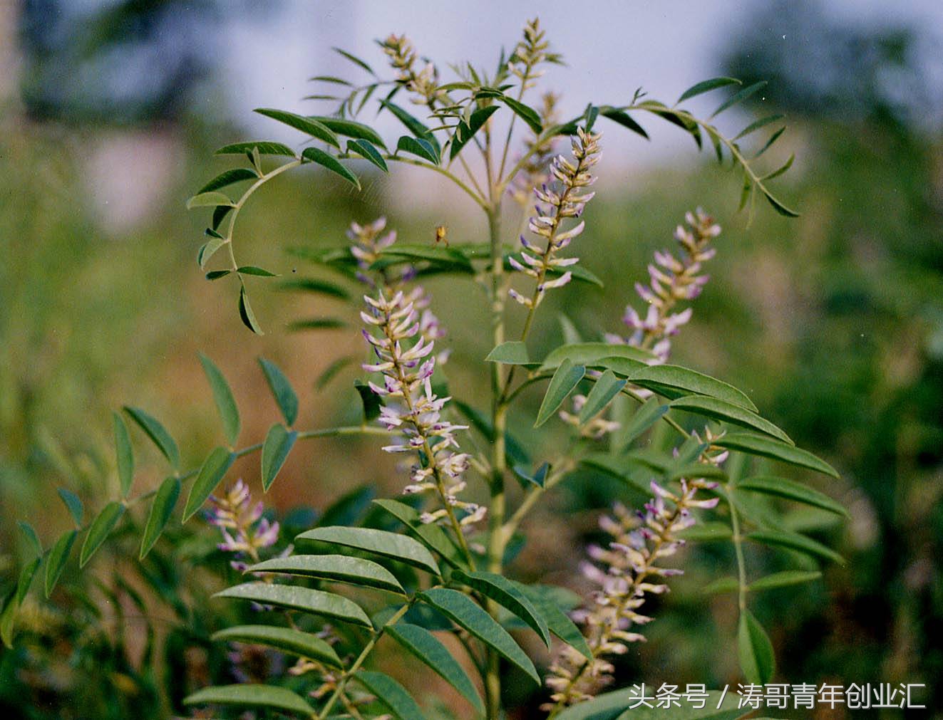 小本致富创业项目有哪些,小投资致富项目怎么做