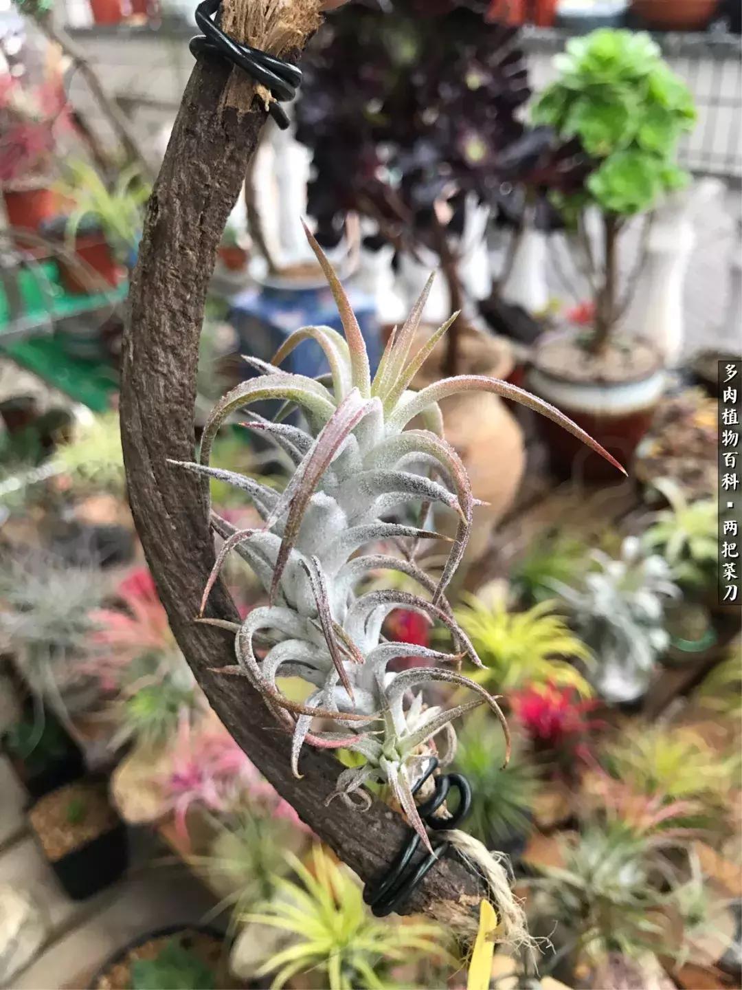 空气凤梨鸡毛掸夏天怎么养护,空气凤梨烂根切除了怎么养护