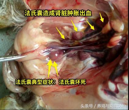 养鸡常见病顺口溜,高温高湿天养鸡常见病