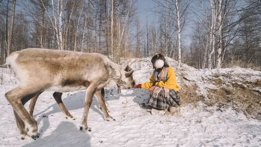 敖鲁古雅驯鹿部落开放季节,敖鲁古雅驯鹿部落美景