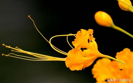 常见花的花语大全简单常见,常见花语大全50种花的花语