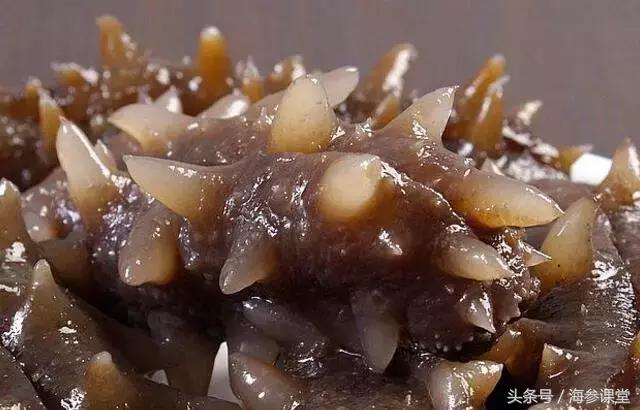 海参儿童最有营养的吃法,海参最营养的吃法是哪种