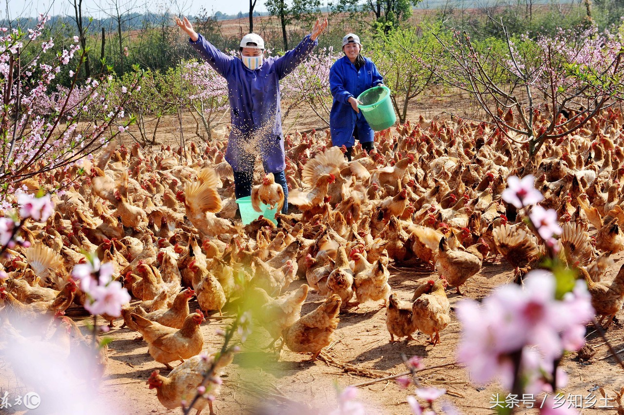 散养土鸡合适吗,散养土鸡哪种抵抗力强