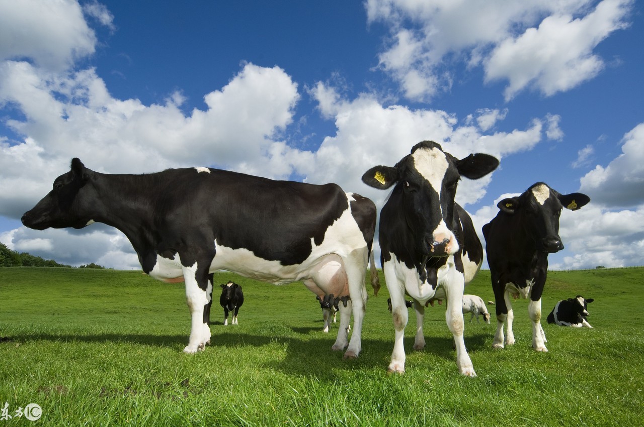 实力最强的进口婴幼儿配方奶粉,中国婴儿配方奶粉进口