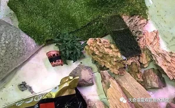 龙鱼和草缸怎么玩？用手玩！