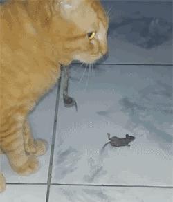 微信gif搞笑动图,gif搞笑动图抖音