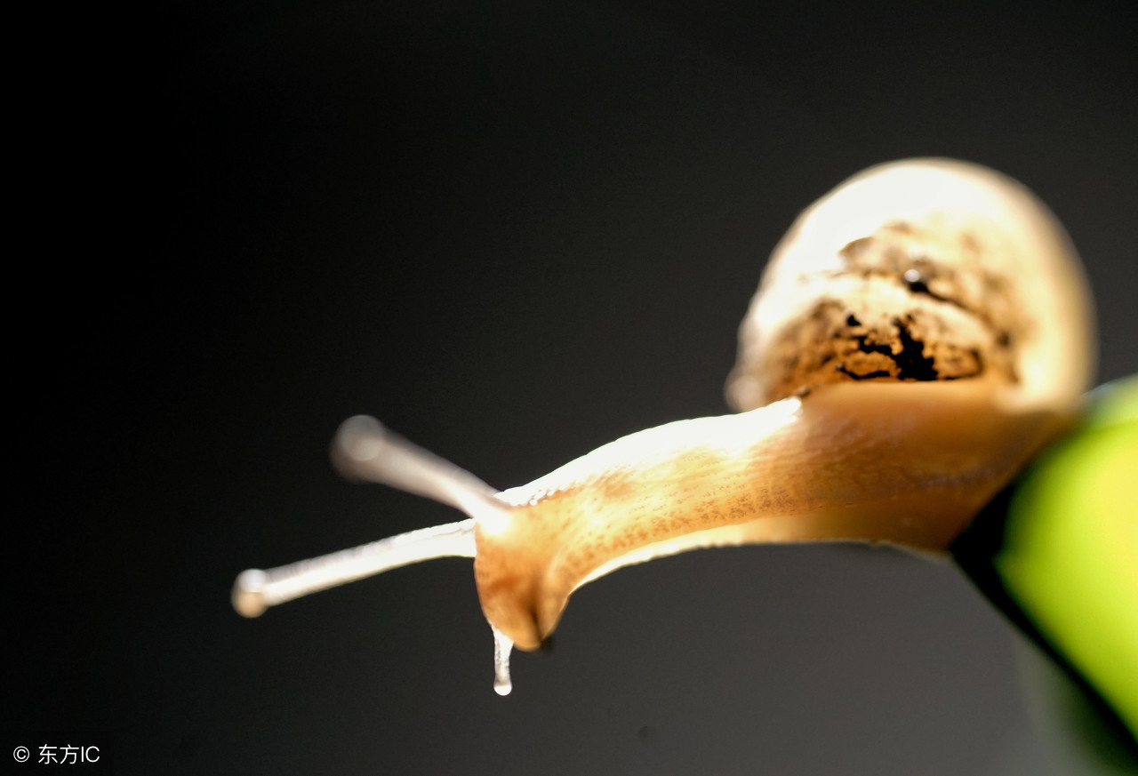 微距摄影大师总结的十个技巧,令人惊叹的微距摄影的5个技巧