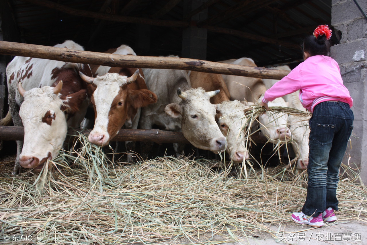 23年养殖业为什么亏本,农村养殖业什么最赚钱又不愁销路