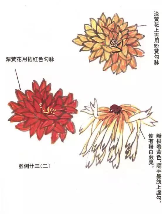 国画菊花画法教学视频,国画入门菊花的画法