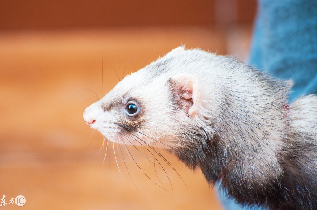 爬宠合集,爬宠大作战视频