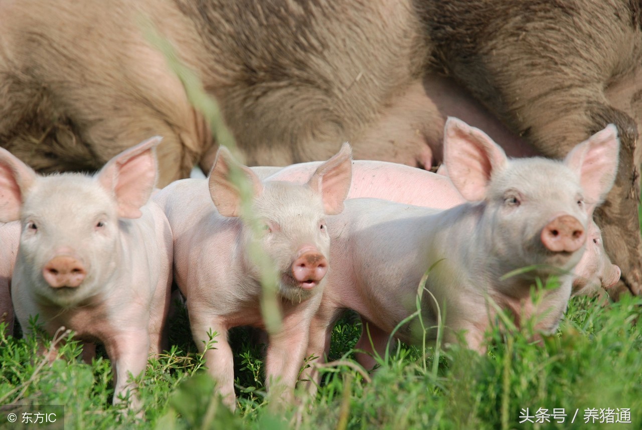 母猪产程过长综合症是指什么？原因有哪些？如何防治？