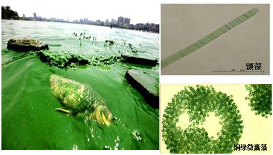 纳豆保健品是真是假,纳豆激酶肽软胶囊是骗人的吗