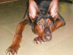 优秀品种德牧幼犬,国产顶级大型莱州红犬