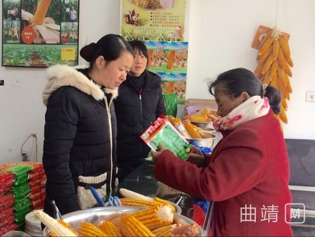 沾益：强化种子监管确保农户用种安全