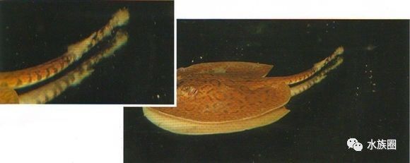 魟鱼养殖技术视频大全,魟鱼饲养入门