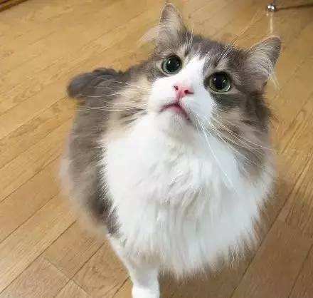 喵星人的3种类型,喵星人类型对照表