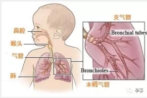 双胞胎女儿肺炎,湖北武汉9个月大宝宝因病离世