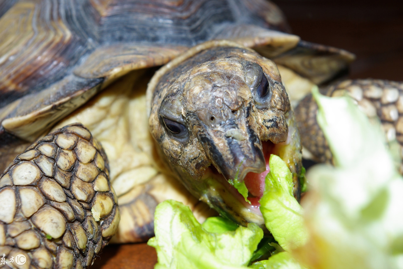 爬宠合集,爬宠大作战视频