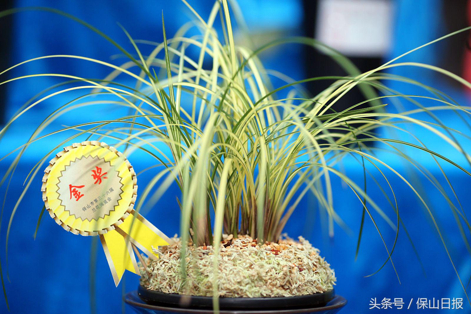 保山兰花展金奖,2019年昆明兰花展金奖兰花