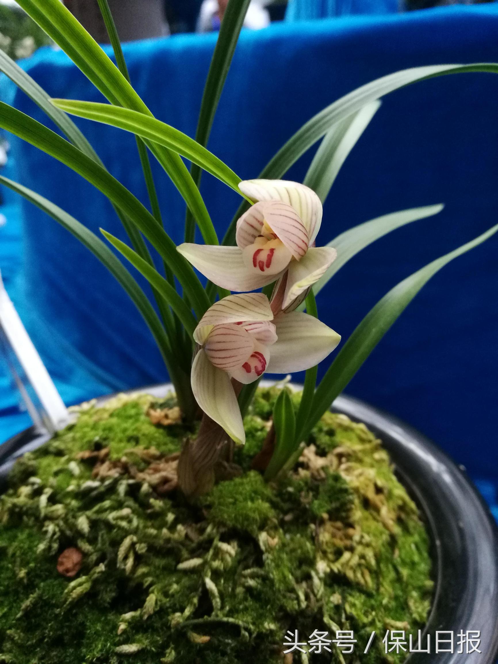 保山兰花展金奖,2019年昆明兰花展金奖兰花