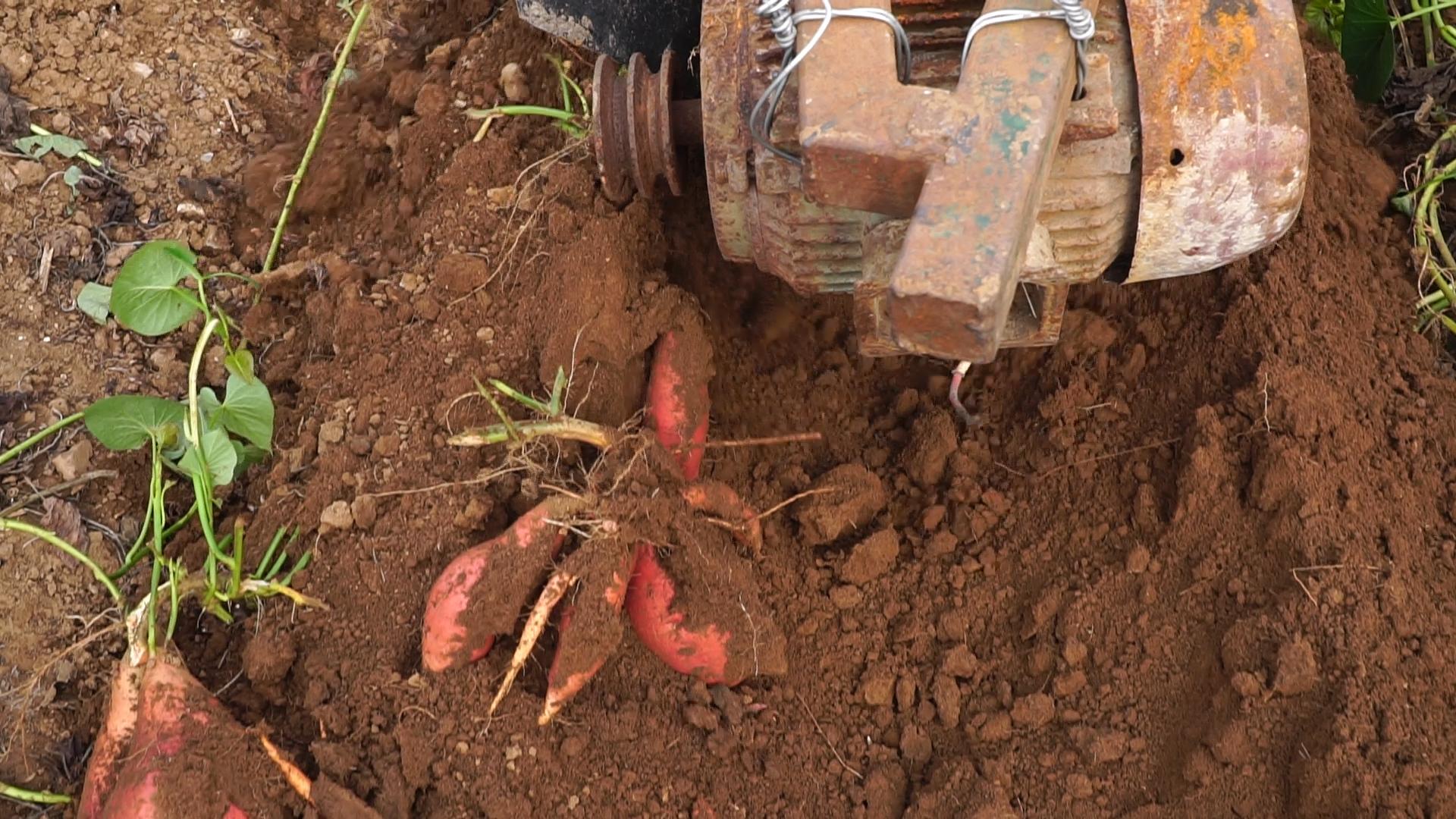 泉城烤薯教给你怎么防御甘薯黑斑病