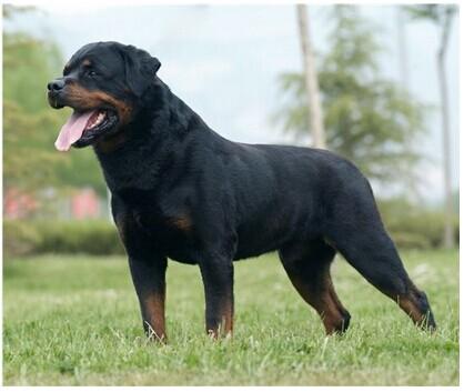 世界十大猛犬藏獒只排第二名,最忠诚十大猛犬西藏山南地区藏獒