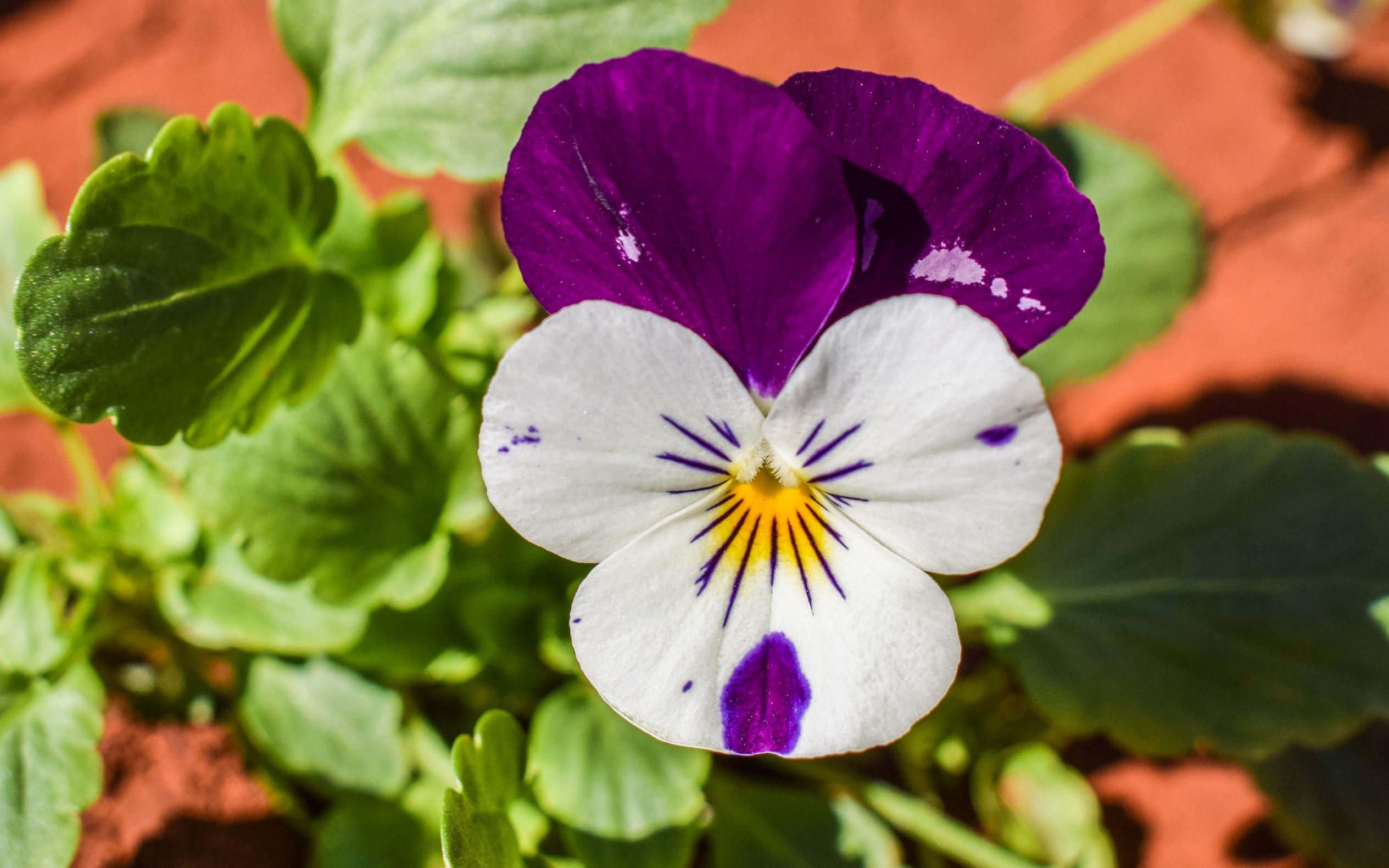 三色堇好养又好看的花,每日一花蝴蝶兰花