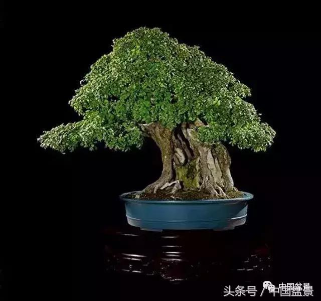 经典盆景欣赏,欣赏盆景感悟怎么写