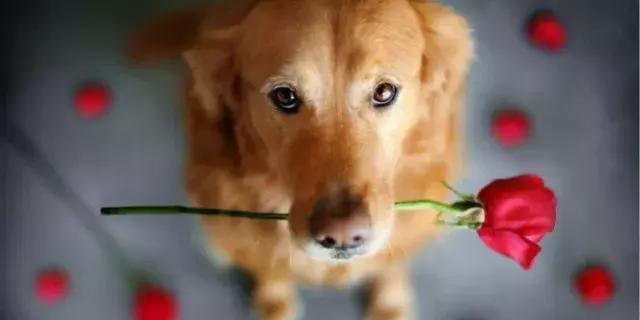 我很后悔结婚不想生孩子怎么办,不要结婚不生孩子老了怎么办