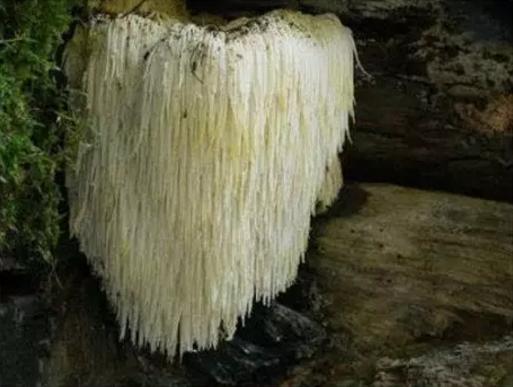 奇形怪状的蘑菇图片,10种奇形蘑菇