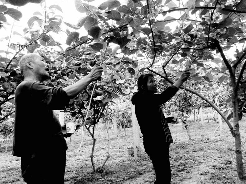 上海白领回农村,上海白领回老家