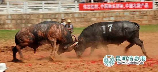 五一何须远游昆明近郊玩场多