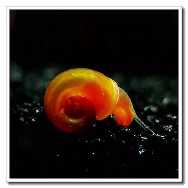 水族螺养殖方法,水族养殖教学