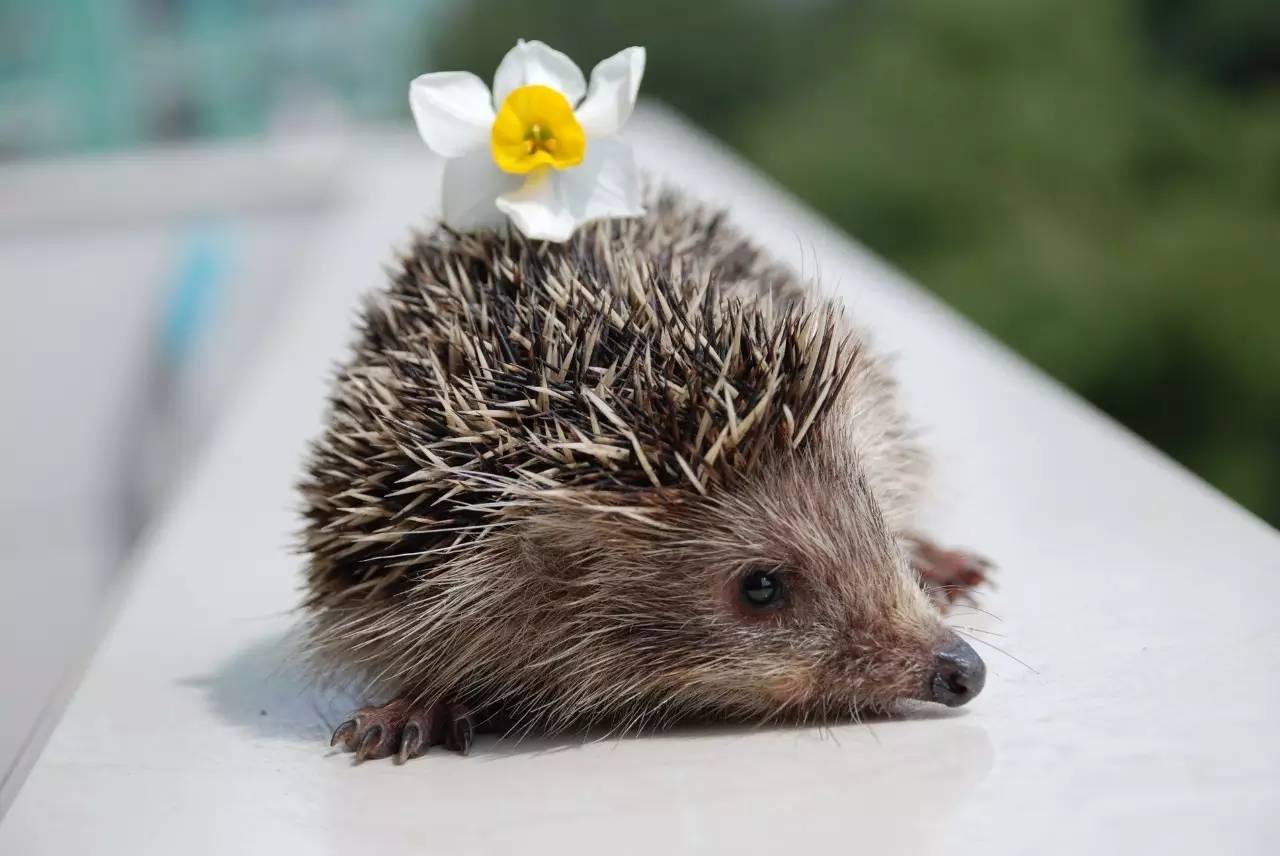 猫咪狗狗有多宠小孩子,狗狗猫咪哪个最好养